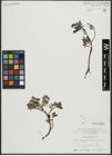 Foto von Salix alpina Scop.